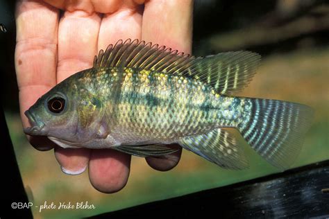 Oreochromis Niloticus Linnaeus 1758 Bap