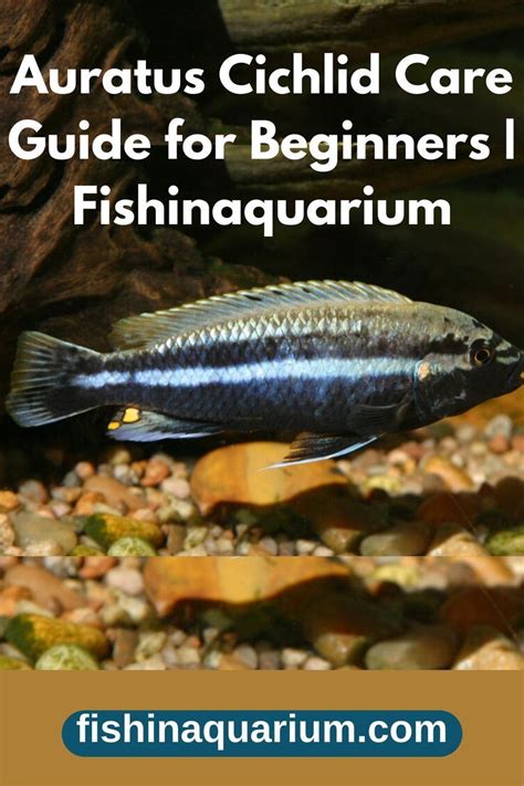 Beginner S Guides To Freshwater Aquarium Fish Species Artofit