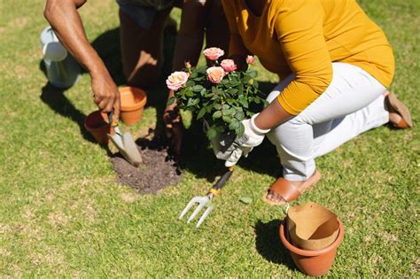 Best Practices for Transplanting Roses – In Entertainment