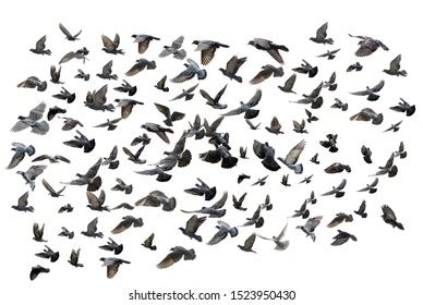 Flock Of Pigeons: Over 36,518 Royalty-Free Licensable Stock Photos ...