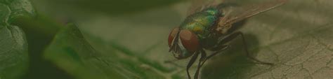 Fly Identification And Prevention Combat Pest Control