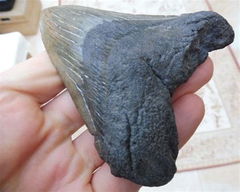 Megalodon And More Fossils Ltd Uk Fossils For Sale Megalodon