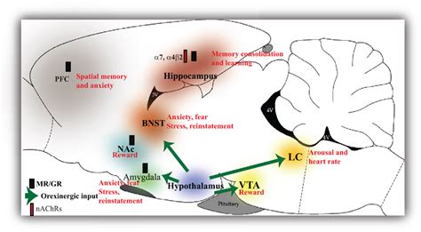 Frontiers The Role Of The Glucocorticoids In Developing Resilience To