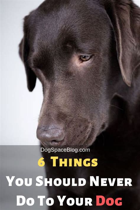 dog dogspaceblog dog care dogs dog training