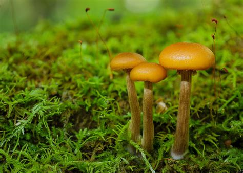 Funeral Bells (+ reworks for both) - Macro/Close-up Critiques - Nature
