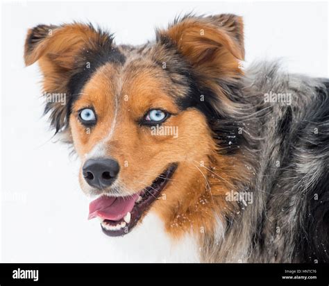 Stunning tri-color blue eyed blue eyes Australian Shepard Shepherd Aussie dog close up portrait ...