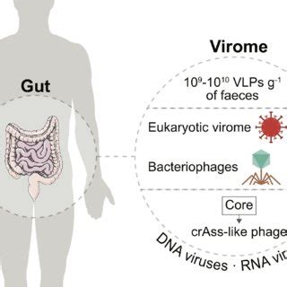 Pdf Dynamic Impact Of Virome On Colitis And Colorectal Cancer