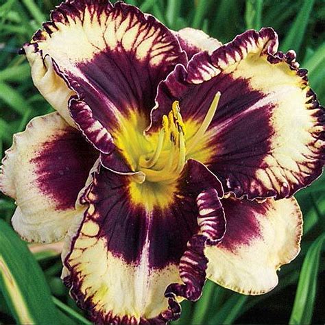 Daylily Bulbs Daylilies Perennial Bulb Plants Daylily RootsDaylily