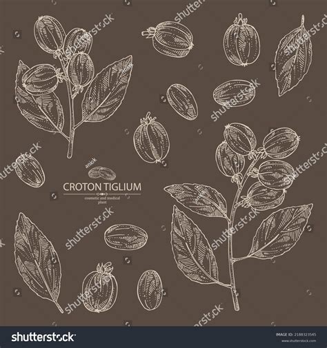 Collection Croton Tiglium Croton Tiglium Plant Stock Vector (Royalty ...