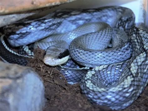 Blue Beauty Snake Care Guide And Species Profile Everything Reptiles