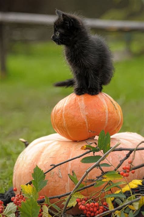 Black cat with a pumpkin stock image. Image of feline - 21393735