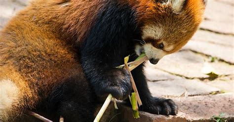 Red Panda Eating Imgur