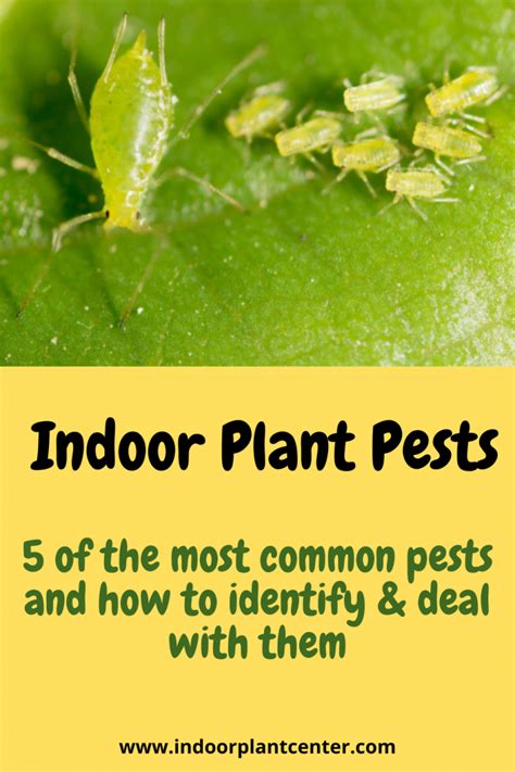 Indoor Plant Pests How To Identify And Control Them Indoor Plant Center