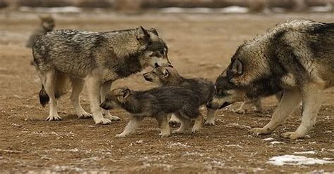 What Are Baby Wolves Called Learn About Nature