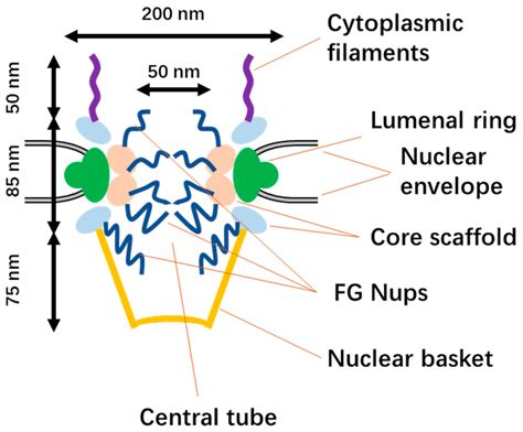 Cells Free Full Text Nuclear Delivery Of Nanoparticle Based Drug