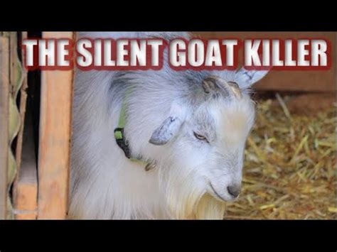 My Goat Started Foaming From The Mouth How I Diagnosed And Treated At