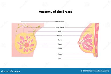 Human Breast Anatomy Diagram Vector Flat Medical Illustration Side