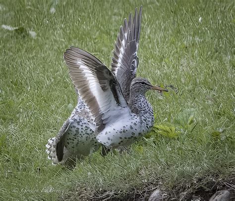 Spotted Sandpipers Mating Has Or Is About To Take Place Gordon F Brown Flickr