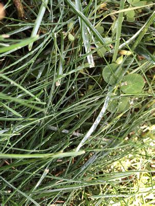 stringy flat grass  soil absorption   usage lawn
