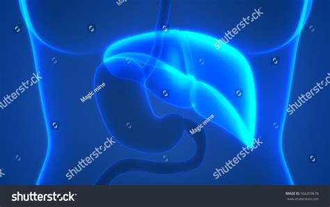 Human Body Organs Anatomy Liver 3d 스톡 일러스트 566203678 Shutterstock