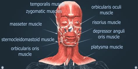 Arterial Brachialis Images Stock Photos D Objects Vectors