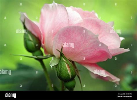 flower, rose, climbing rose, flowers, roses, climbing roses Stock Photo ...