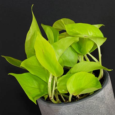 Epipremnum Aureum Gold