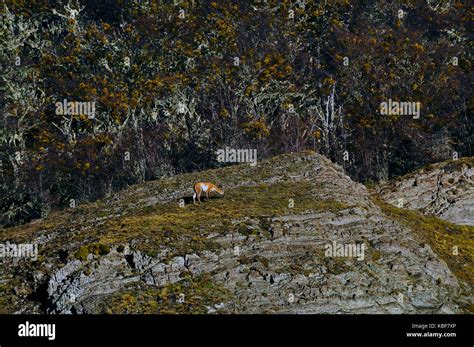 Fauna At Patagonia Stock Photo Alamy
