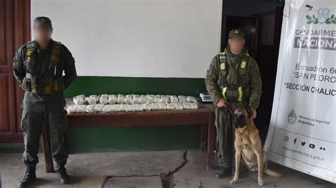 K Nino con ayuda del can Lev GNA secuestró 31 kilos de cocaína y