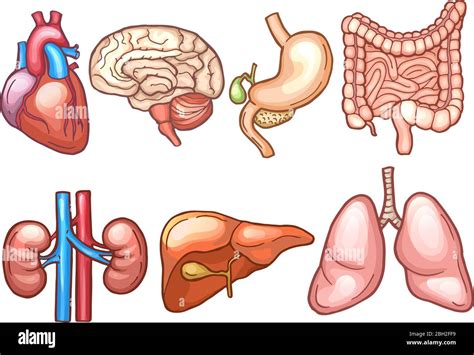 Rganos Humanos En Estilo De Dibujos Animados Biolog A Ilustraciones