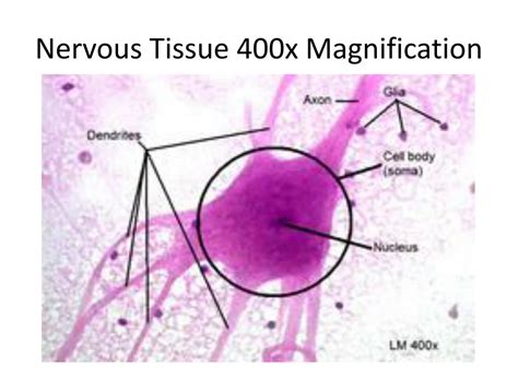 Ppt Histology Lab Powerpoint Presentation Free Download Id2696860