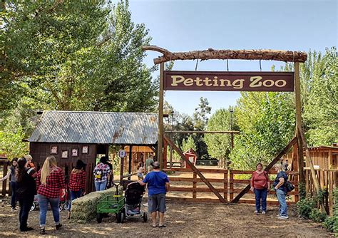 Petting Zoo Live Oak Canyon Pumpkin Patch And Christmas Tree Farm