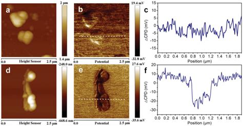 Kpfm Measurement Of The Pristine Mapbi And Mapbi Cop Hybrid A D Afm