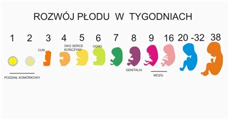 Ciąża poród niemowlę strona dla rodziców Porównanie masy ciała i