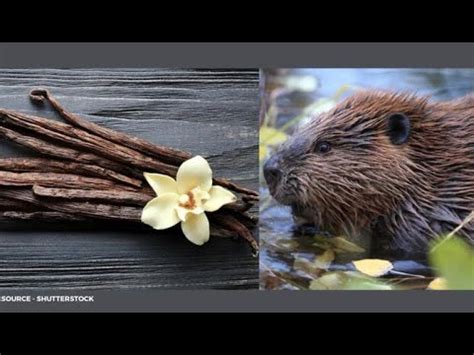 Where Does Vanilla Flavoring Come From Beavers Beaver Butts Emit Goo