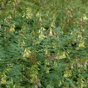 Astragalus Membranaceus Var Mongholicus Seeds Chinese Milk Vetch