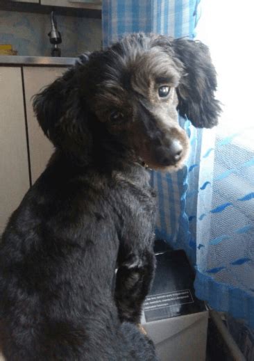 Dachshund Poodle Mix (Doxiepoo) - Breed Information