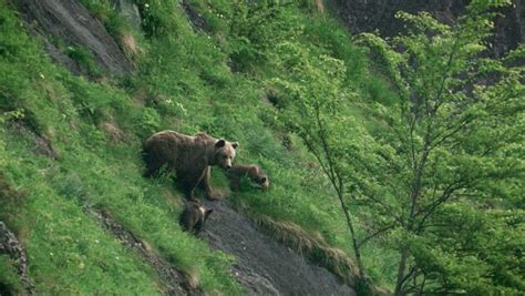 L ours le roi des forêts ancestrales S1E2 Les Pyrénées secrètes