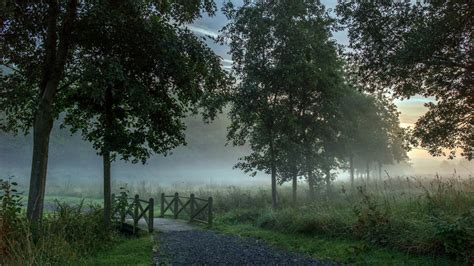 Tapety światło słoneczne drzewa krajobraz las Natura trawa