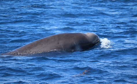 Shepherds Beaked Whale Atlantic Guardians