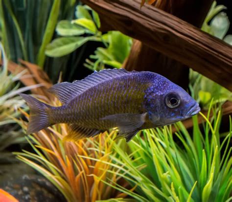 Peacock Cichlids • Care Guide (Tank Setup, Mates & Diet)