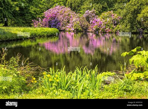 Los rododendros púrpura en plena floración se refleja en un estanque en