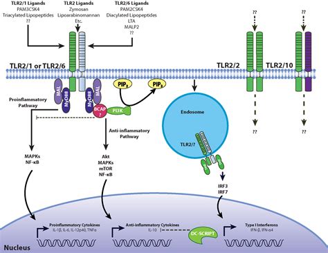 Frontiers Evolving Bacterial Envelopes And Plasticity Of Tlr2