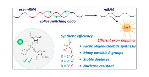 Synthesis Biophysical And Biological Evaluation Of Splice Switching