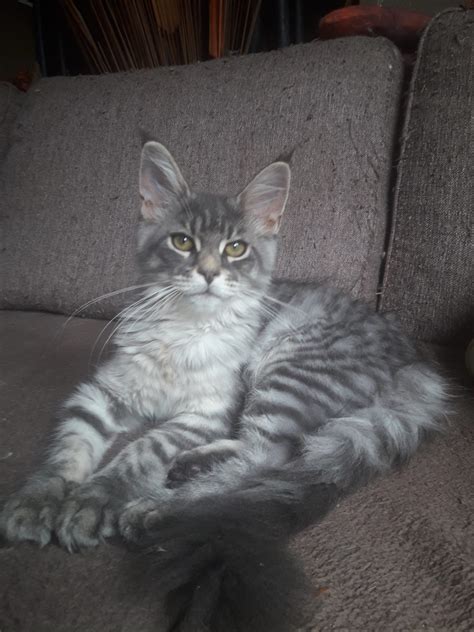 Maine Coon Femelle Robe Blue Silver Spotted Tabby Le Sanctuaire