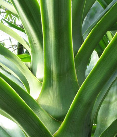 Pépinière Palmaris Fiche Yucca elephantipes