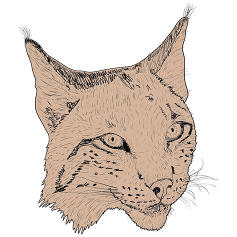 Bosquejo Silueta Bosquejo Cara De Lince En La Ilustraci N De Fondo