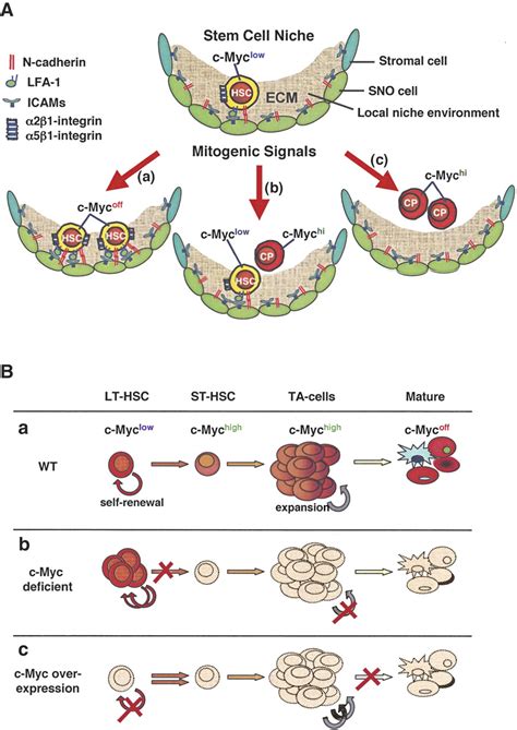 C Myc Controls The Balance Between Hematopoietic Stem Cell Self Renewal