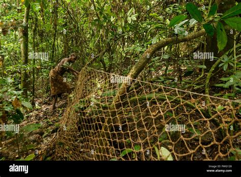 Les Pygmées Bayaka Dans La Forêt équatoriale République Centrafricaine