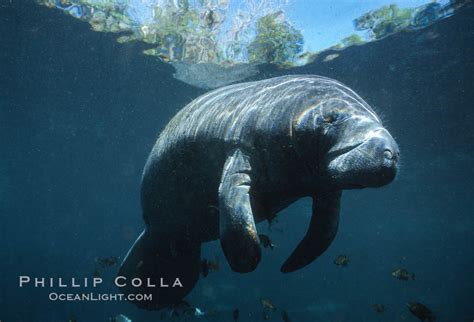 Florida Manatee Underwater Trichechus Manatus Photo Three Sisters